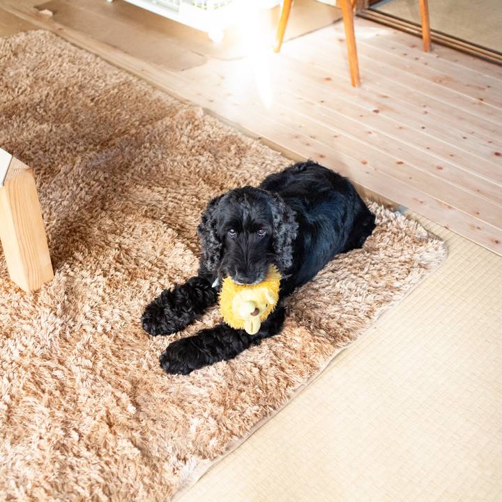 1203d7a8 d17c 4281 a159 3bca2e8b987b 1589786403582