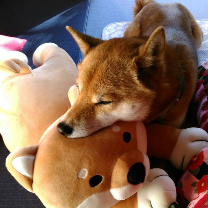 12043aac 9029 41f3 a740 033c9c39e657 1515906432813