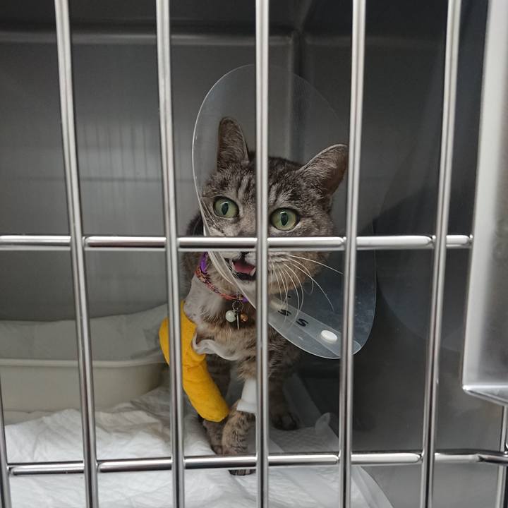 12085e73 c324 4b53 8654 6b60ea212dbf 1586334280167