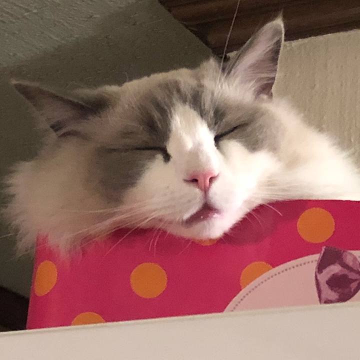 1208a80c 4800 4179 ab68 b7e0be59d160 1562232312305