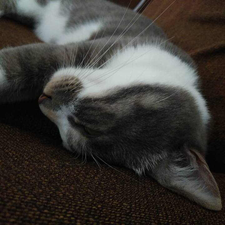 1209414f 9255 4e4c 98ad 3b52be64854c 1595564104447