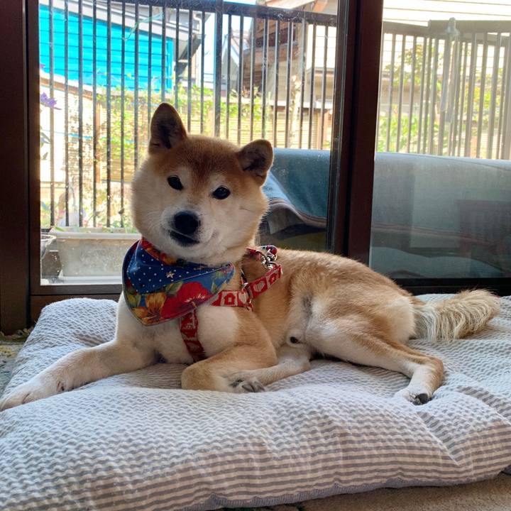 120af59e be63 4ee7 b189 7fb810d32ba5 1589367190461