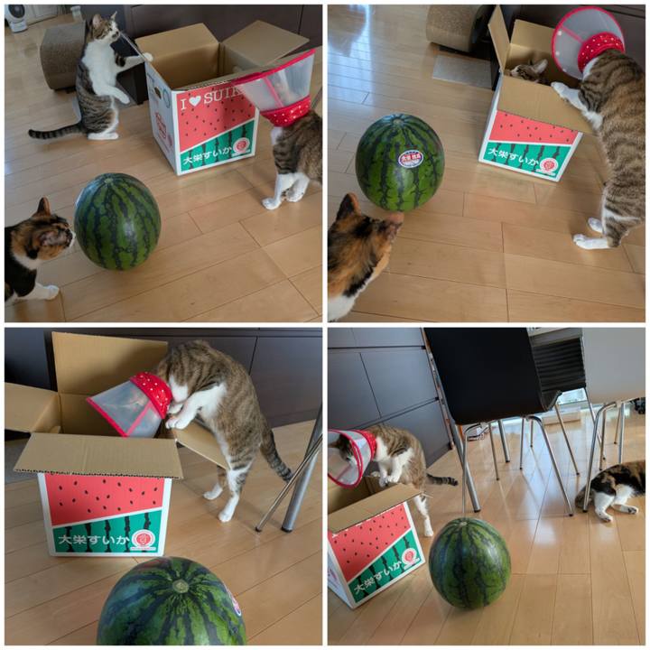 120d9556 821b 4bdb 8987 0cc3849c6419 1750488264486