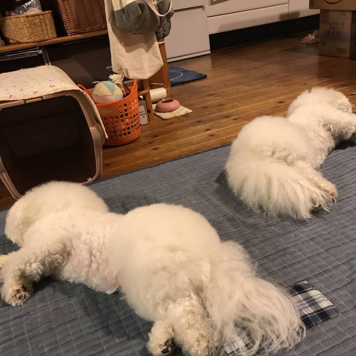 12113458 61f4 4189 817d ff0e3244620c 1528896396794