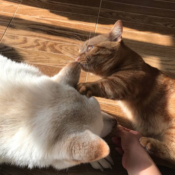 1211b5cd d887 4411 bad2 32dc7d06702d 1517756277353