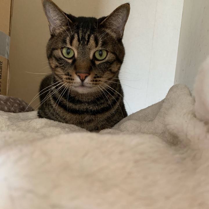 12129b5d 1597 4a58 b97b 26312f1820b5 1542514198525