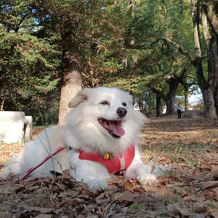 1217997e af4c 4b83 a6dc 83615d422a70 1762391004615