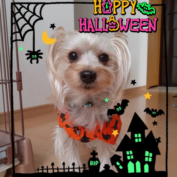 12187a73 6b73 4ada 9e53 00e13a13aa24 1572486160146