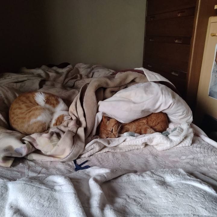 12194a1f ed70 4c92 873f 15987257fdff 1742854002497