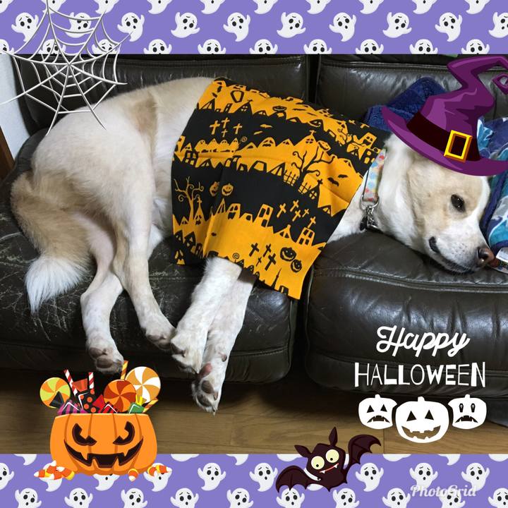 121950b8 4f2d 4909 871f a115cee8514f 1540952725358