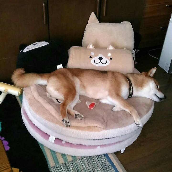 121fdc48 0470 4877 b9f2 cbb42b50df85 1558584325141