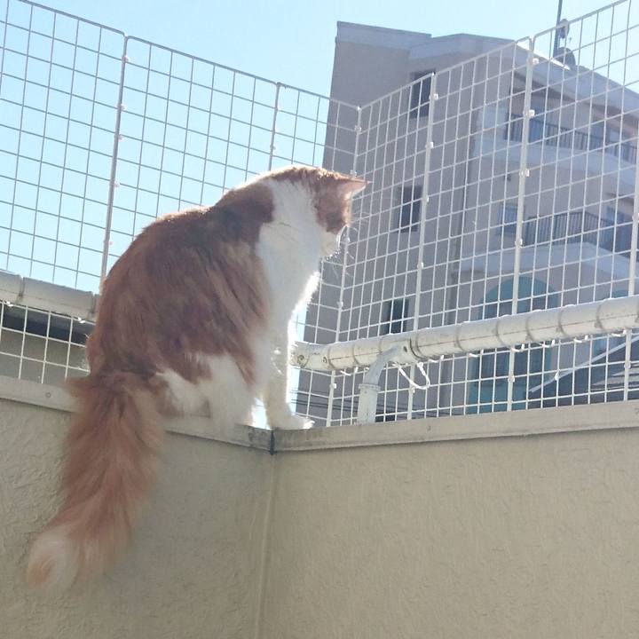 12221121 9542 480b b339 a61b676dfdcd 1513138454750