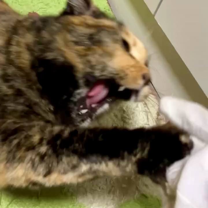 1222a9d4 b6cc 4b3e b409 cca0ab643dd9 1733390817064