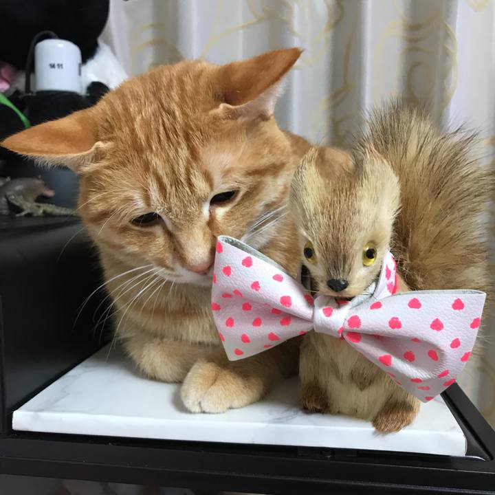 12231b81 722e 4698 b8e7 ec3726d7ea47 1518797632151