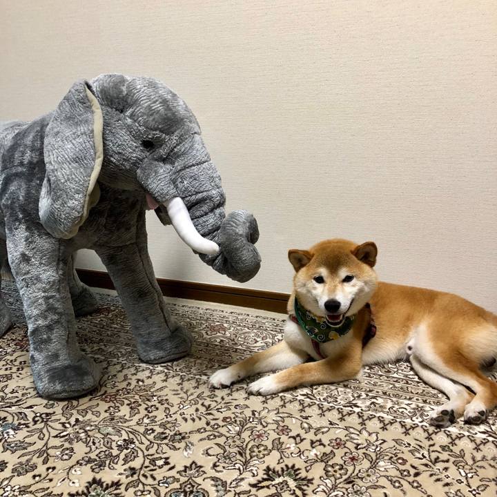 12231ef9 71b5 4d71 9da5 bac2092c9fdf 1531913132775