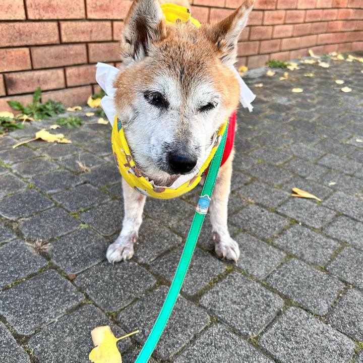 12234163 928c 4246 b3c7 21823b4db607 1765250498926