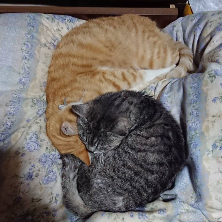 1225f1f0 dced 4c3f 95ab 946690ca8721 1589546488863