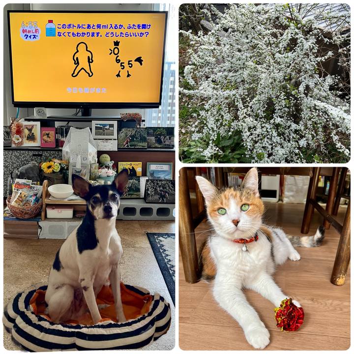 1231ace6 ad68 48fa abe4 697aae778ac8 1679436129636