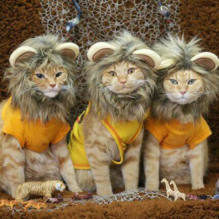 1234bcd6 eacc 480c 8525 8b5632515e41 1566201244427