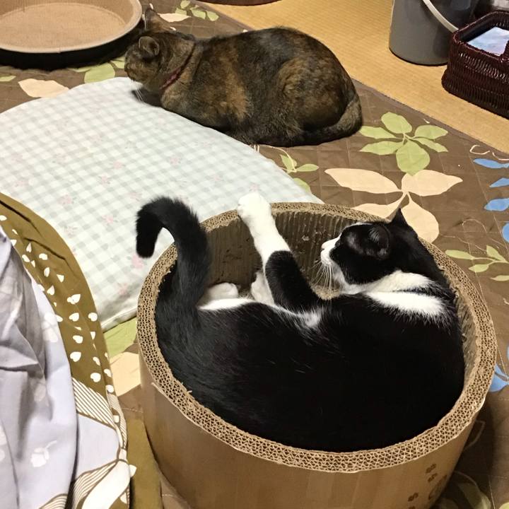 123594fd ddcb 45cc beb1 20b29d6a5220 1731743787235