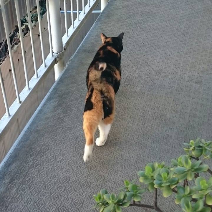 1239ef92 3b35 4357 853c 8599a2fa91a7 1513992360941