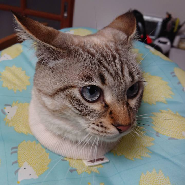 1239f1e3 60d7 4be3 87ab be6c5ab26b91 1516578918310