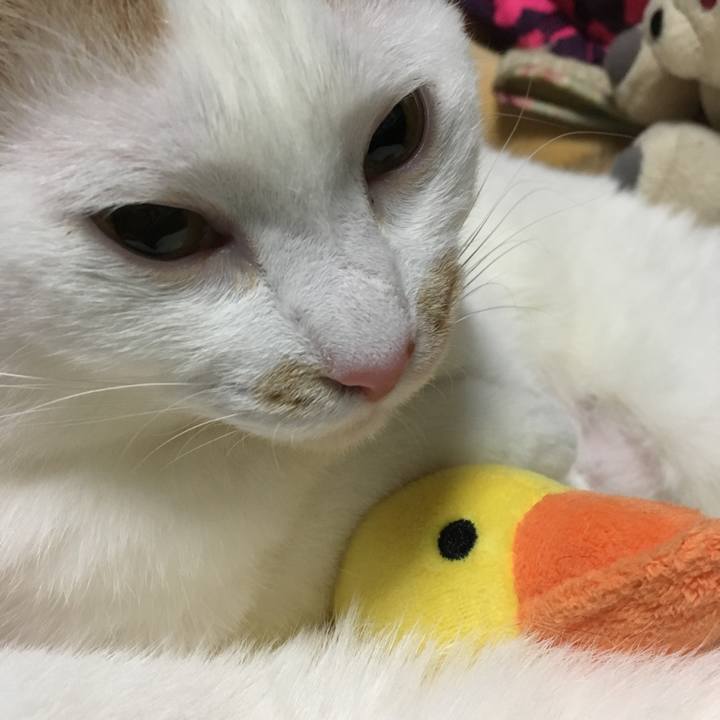 1239f2a0 f69c 437b a2b3 b2459f261049 1554734511255