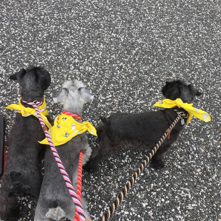 123ae37b 2865 48ef 9dbc afd81c207c4f 1509152957246