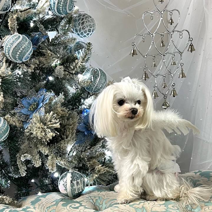 123af4d8 720f 48b0 a75a 0a6e72e87f3d 1766528396738