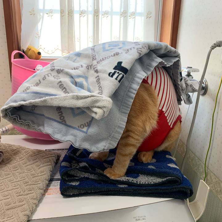 1242ec10 ae0b 43d5 9e14 0a5a165e7ad6 1576371381655