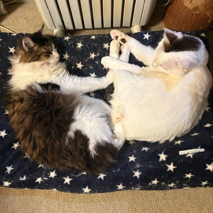 12431f7e e3af 4e50 8a07 b62bf434ecbb 1738536663095