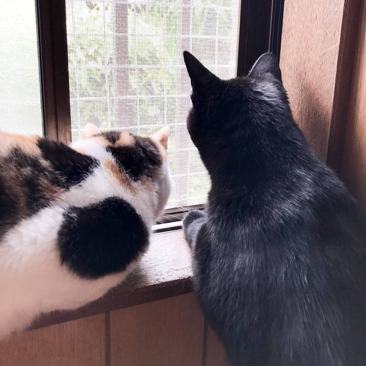 124517cd 8b21 4fc7 b114 195a5b7970c0 1528599972497