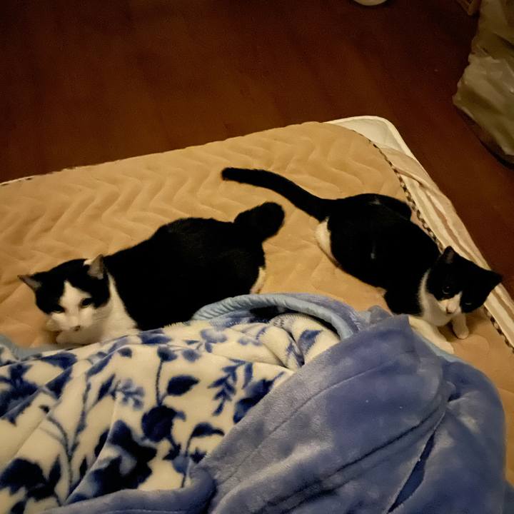 1247d96c 76df 4b42 adb5 720a03450817 1680780946758