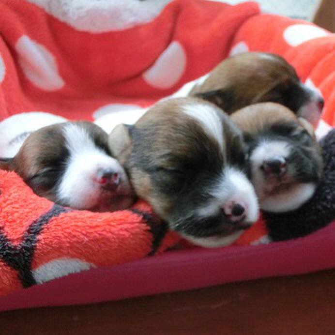 124bc011 1437 44db b621 19591c4bd1fa 1528145643338