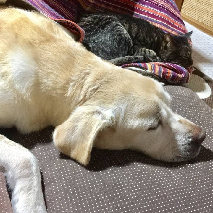 124f0e3a fed7 40d2 8665 567858a844af 1521718853047