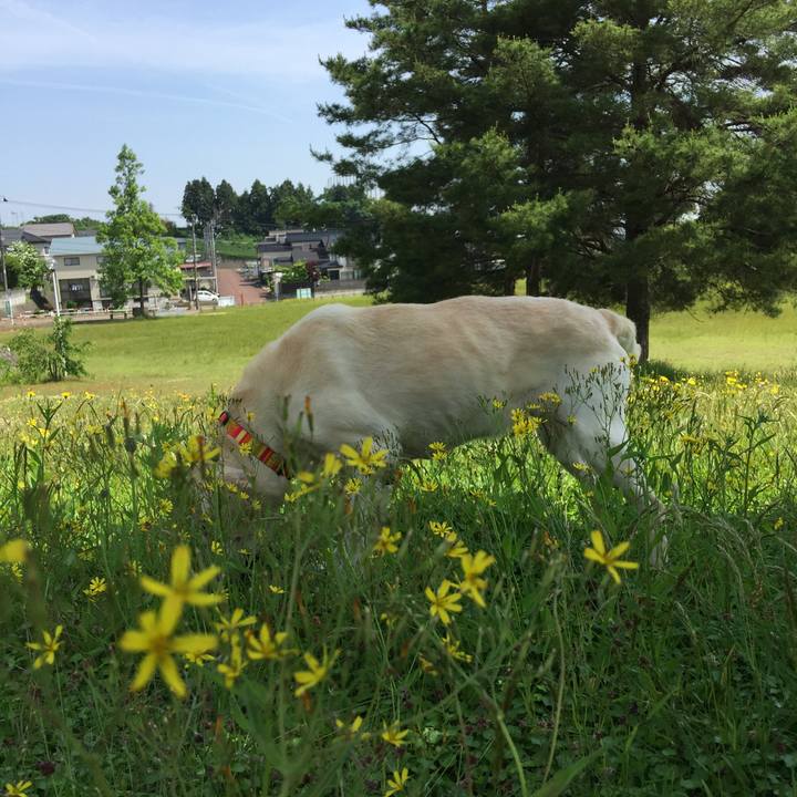 124fb92d ddff 4769 93d7 73c21083adf9 1527558645710