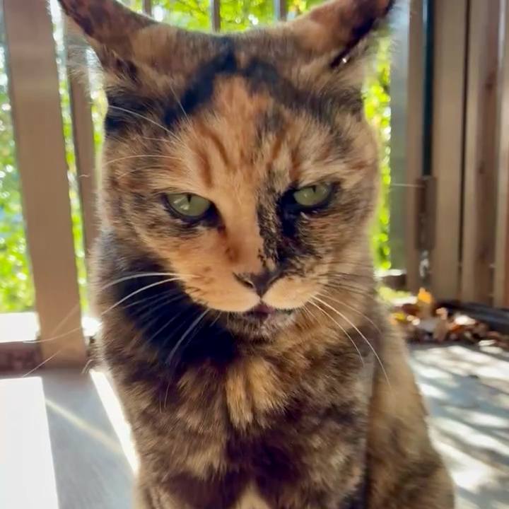 12529d5f 07d3 4065 bcec 29a841287863 1762480541517