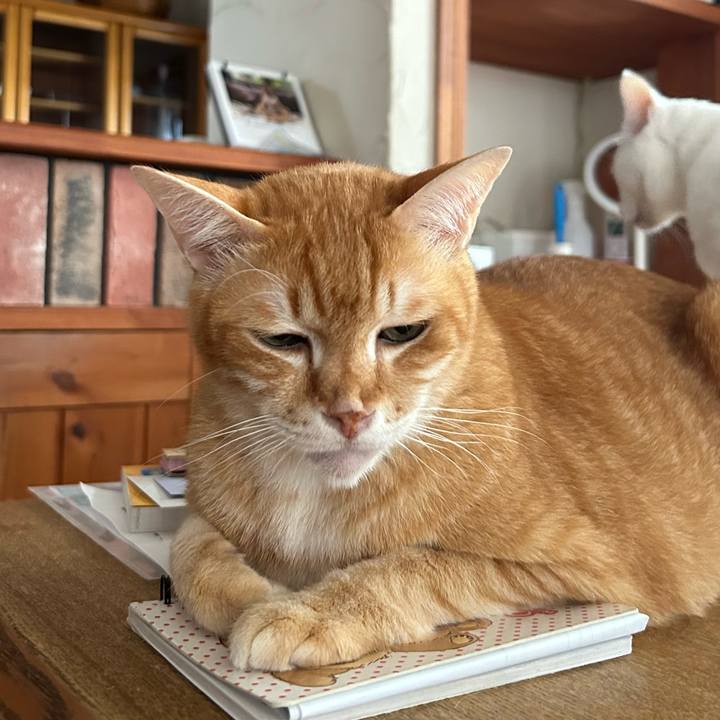 125c0520 969c 4b3b a86c 05dd0fb14df2 1688534179591