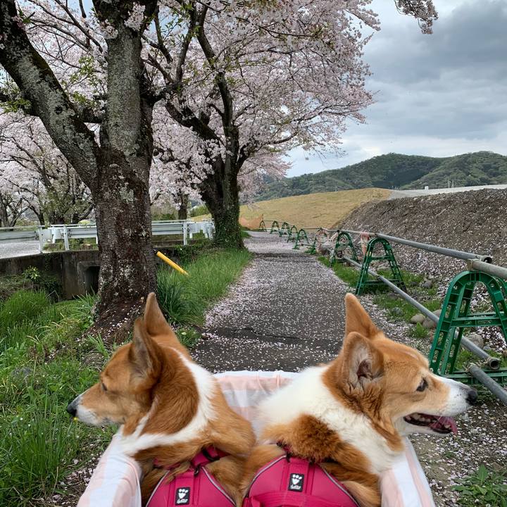 125c9d98 58b5 4c79 87ba c5b21f84369c 1712893796759