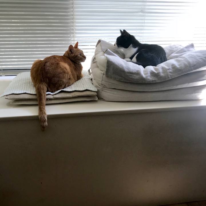 125e4b0a 33c5 40b0 a7c6 b0876f68cbd5 1534565767789