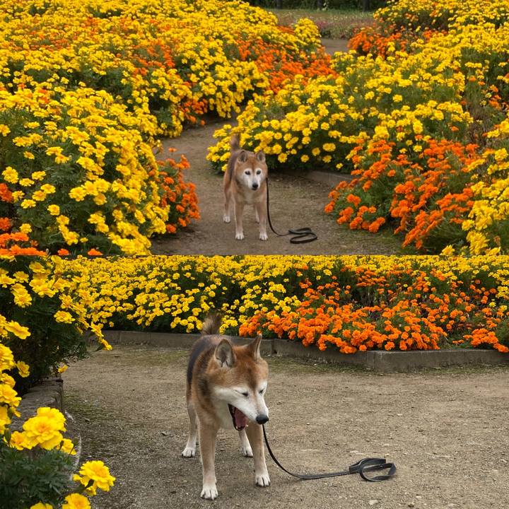 125f6412 640f 4f45 858b 4cc18846b38f 1760412344840