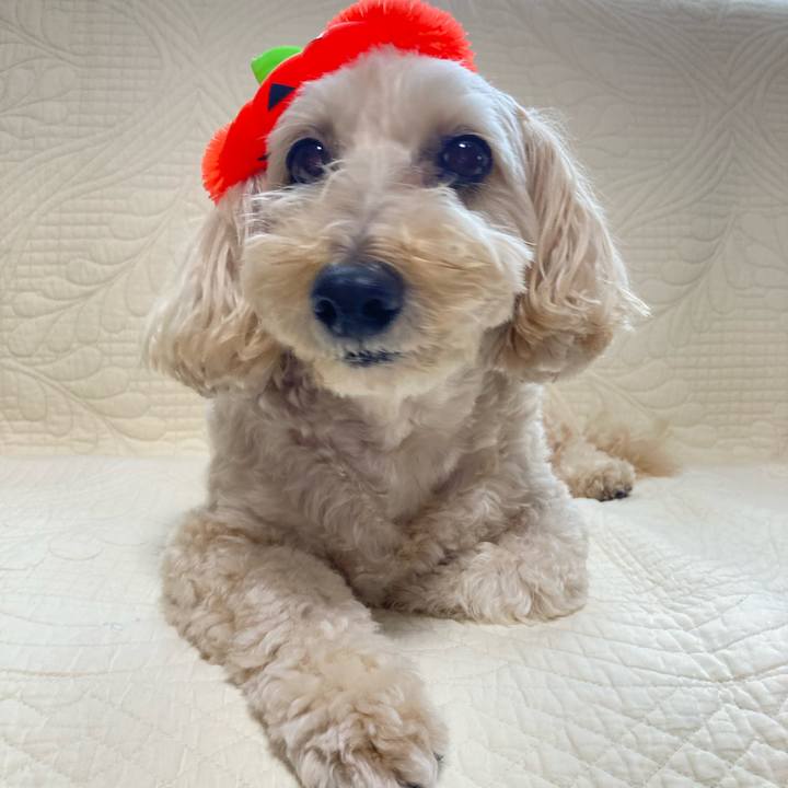 12613f0b 2878 4012 9b64 276a80341bb4 1761454519356