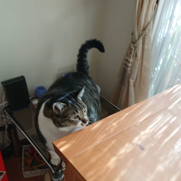 12614926 5a42 422b 9eb7 777e910bee57 1535241335750