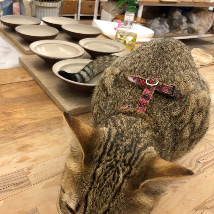 12617308 909f 41c1 96c4 4ce0c01a2a48 1585461248094