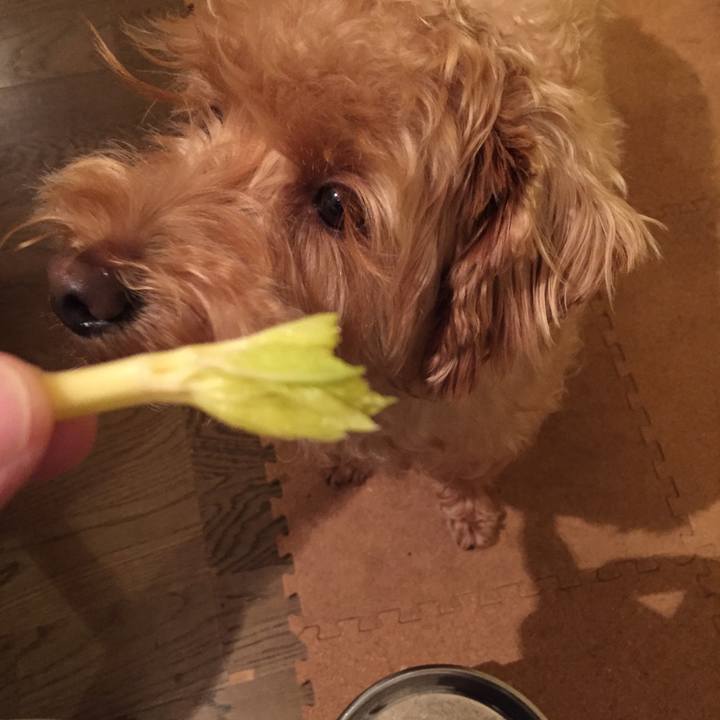 1261fff4 0cdf 43c6 9c8f f055d5af04f7 1507724037795