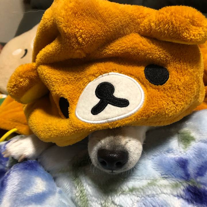 126221a3 a44c 4f66 9dd7 50cf6c5f2312 1576473612465