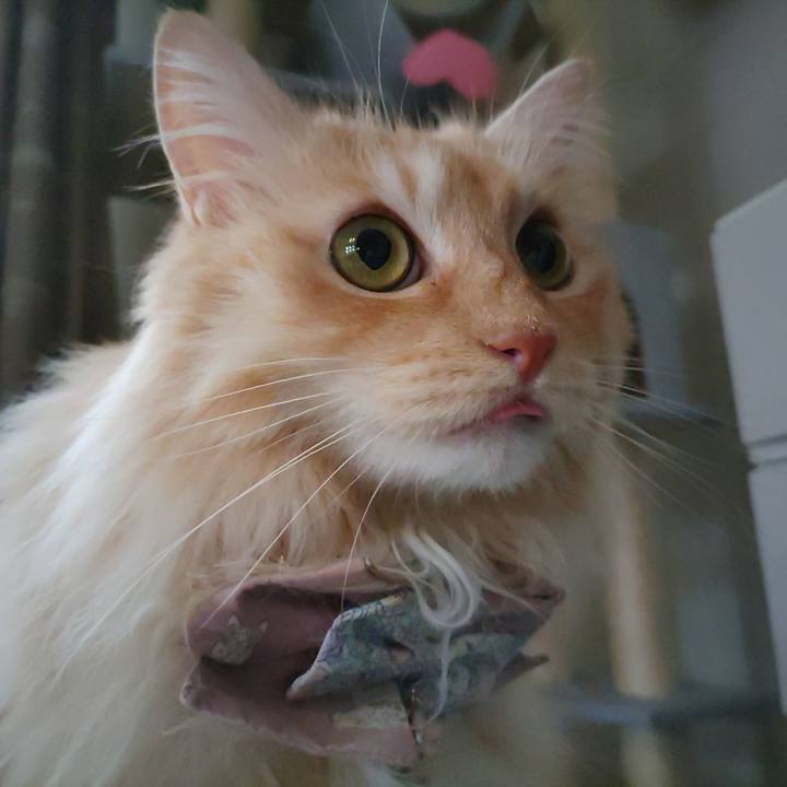 126360cc c248 4811 b205 d91e2d9ceb86 1720505411312