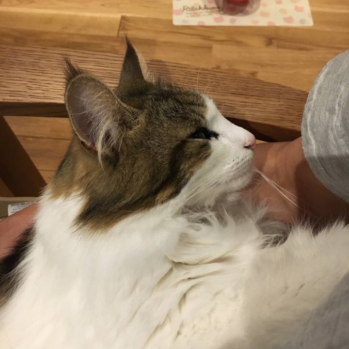 126879e5 27c0 41c4 b8ca 516e2fe45610 1533737418898