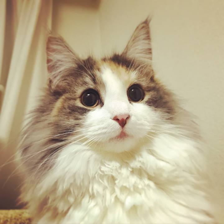 12690d86 9cce 4e5d ba90 8143a9e0ce0c 1516804149606