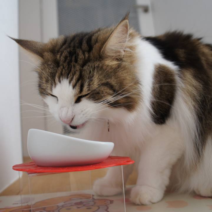 126a2339 2bb9 4c1c be2f 15b2b3892f39 1534251737326